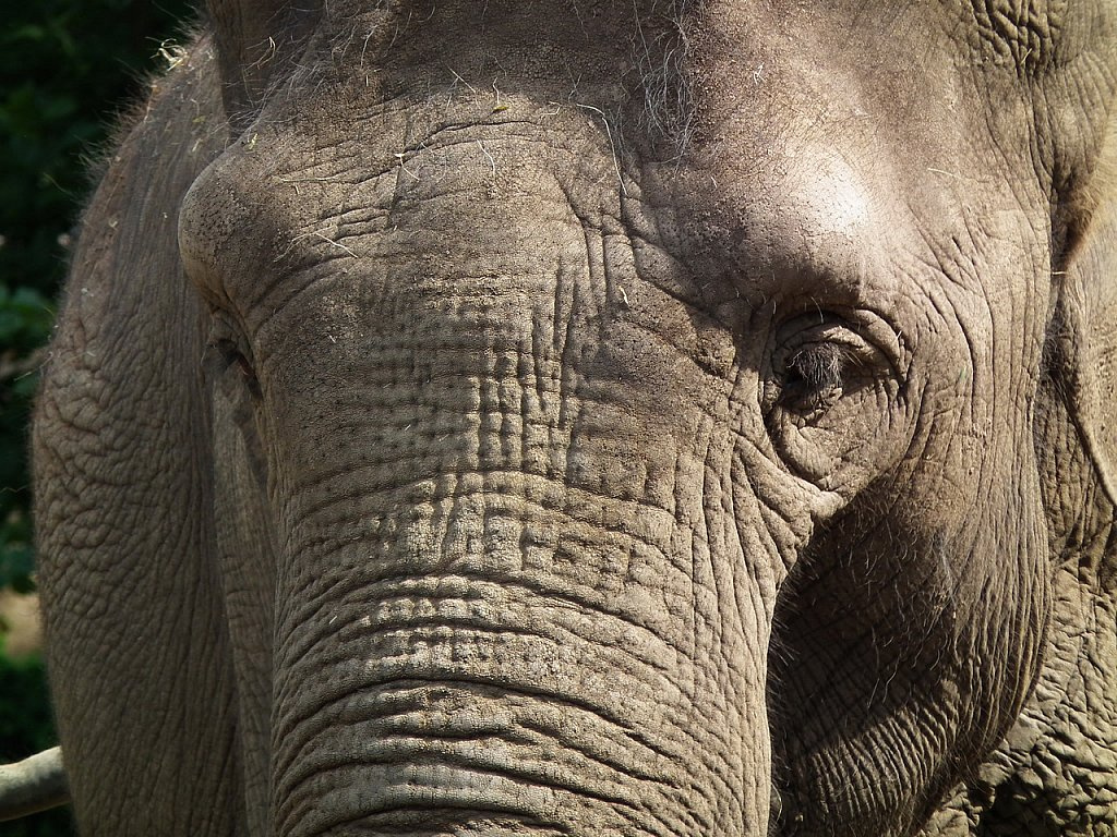 Elefántportré