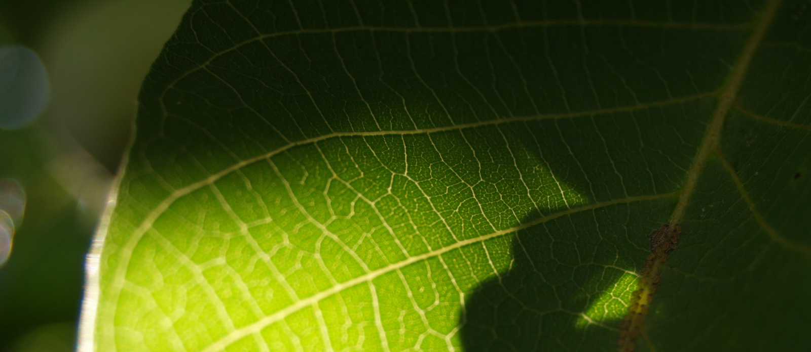 Green Leaf