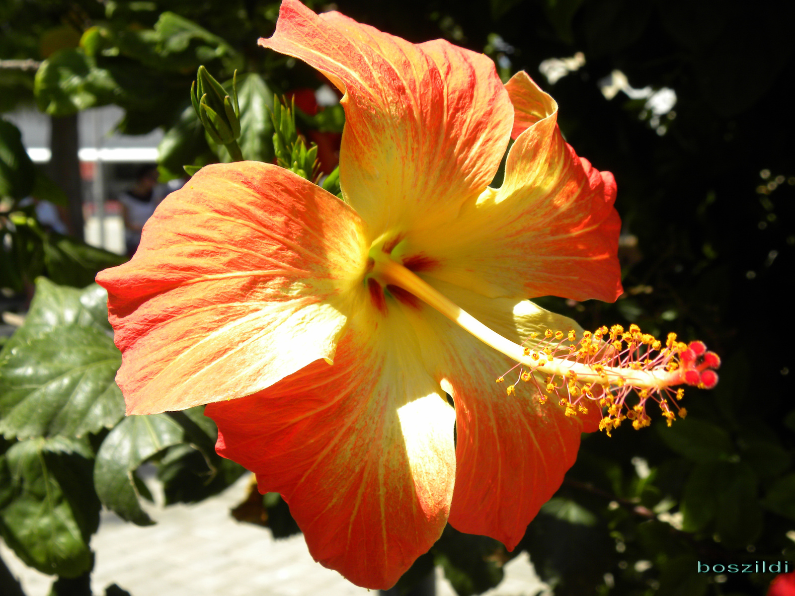 DSCN7346 hibiszkusz