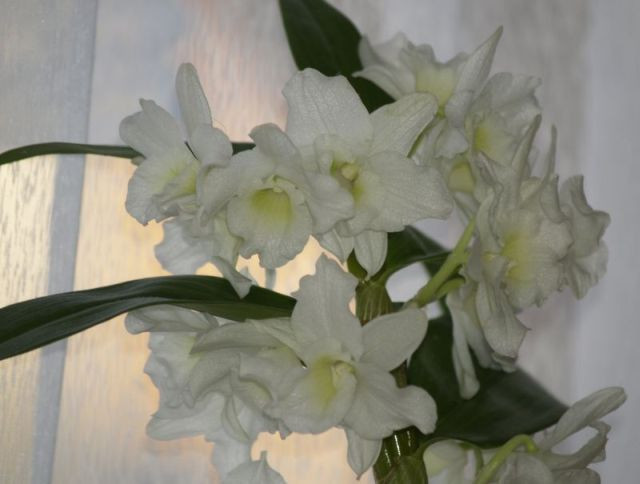 20100124 orchidea