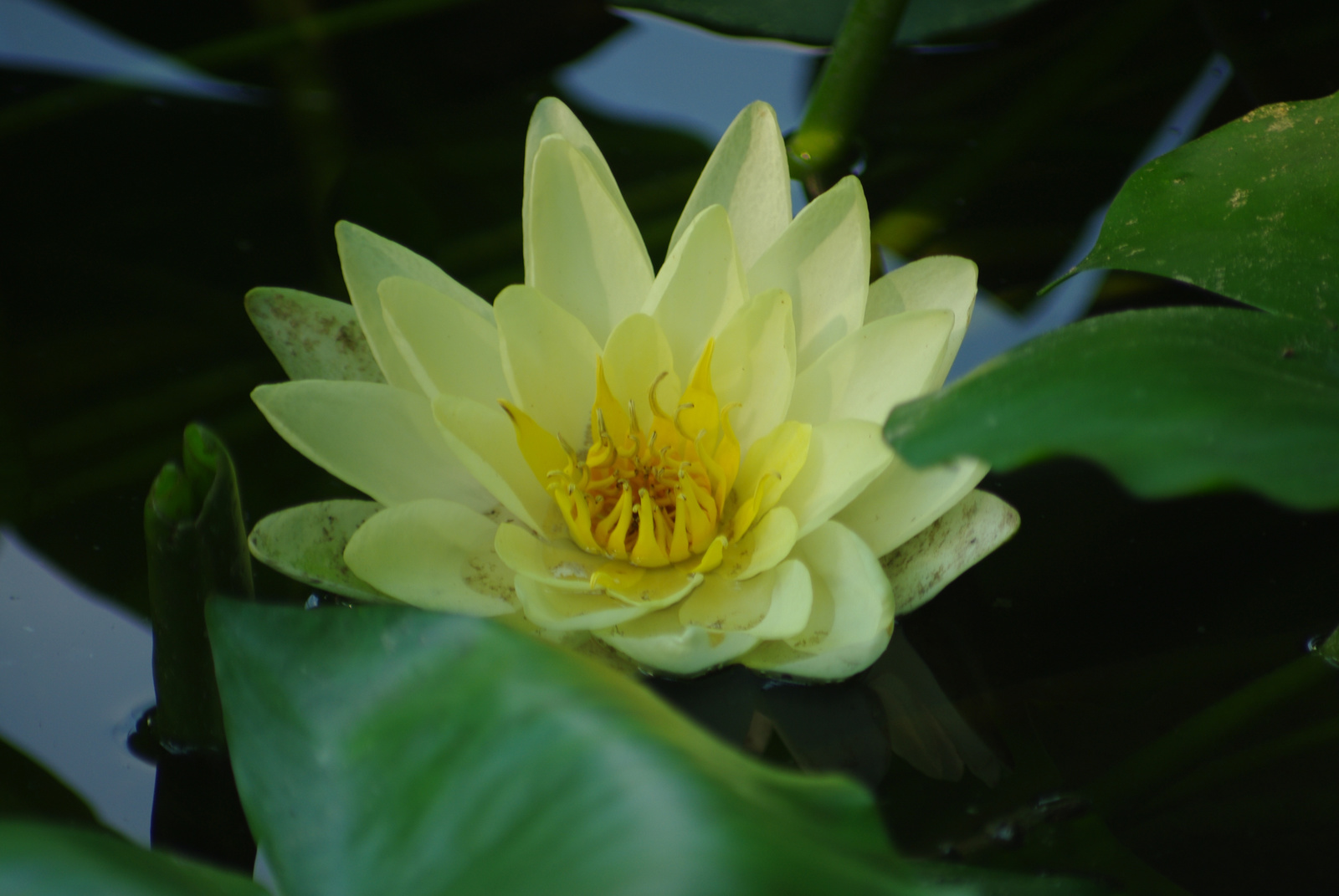 water lilly..