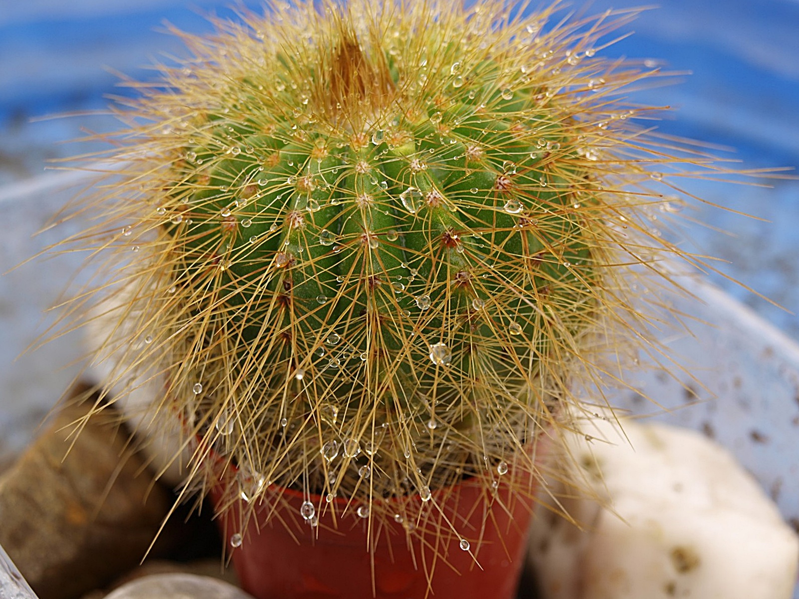 ázott kaktusz1