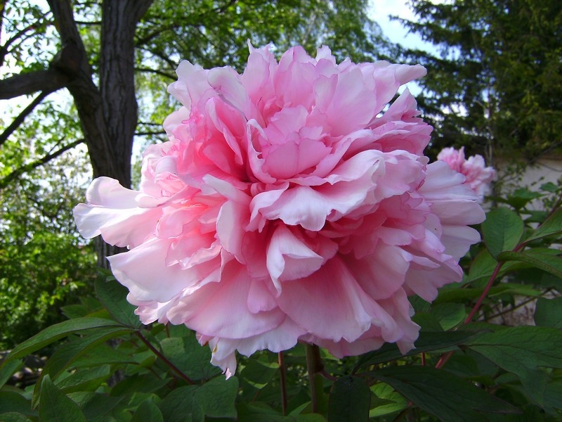 peonia