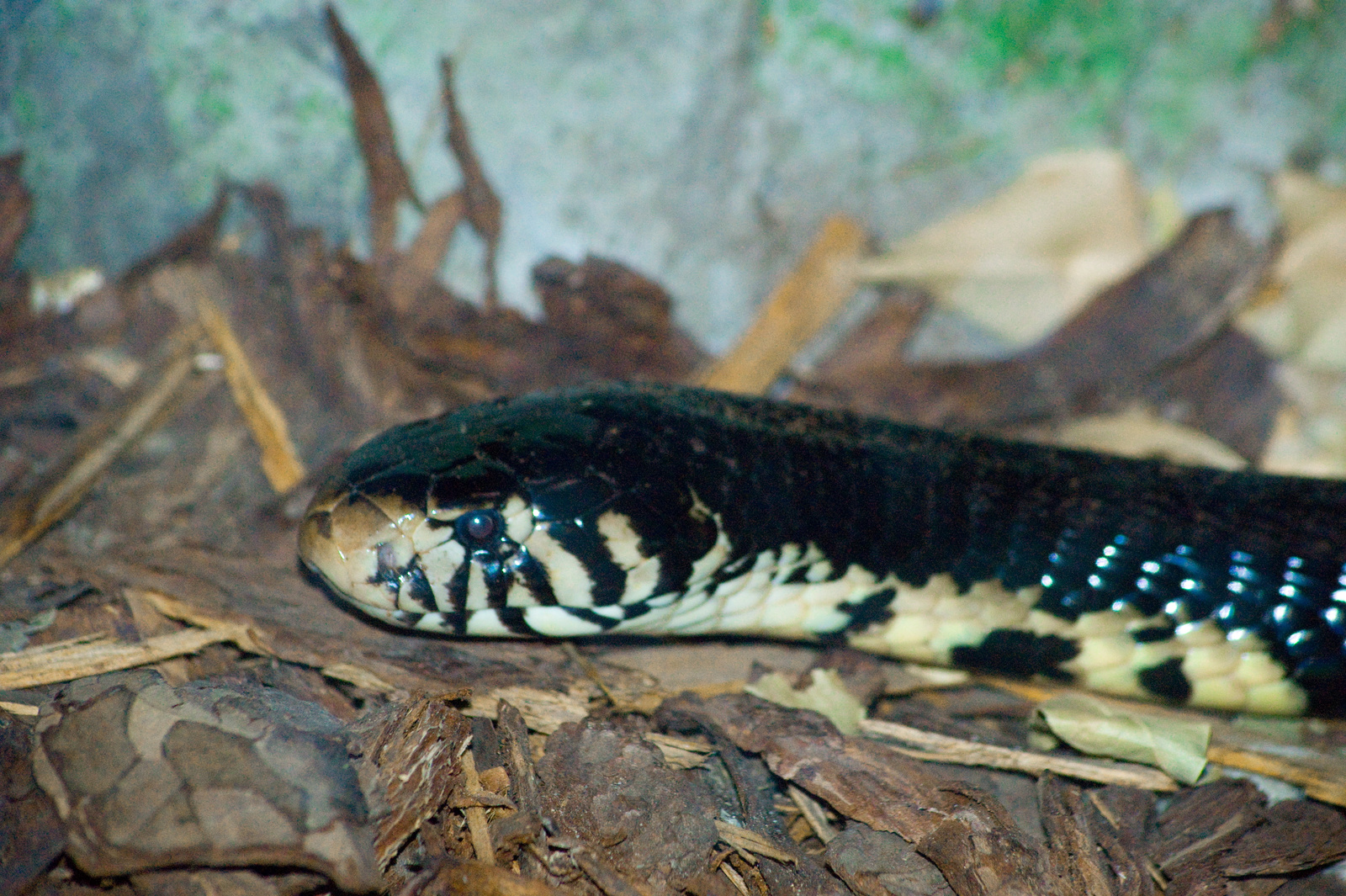 Vipera