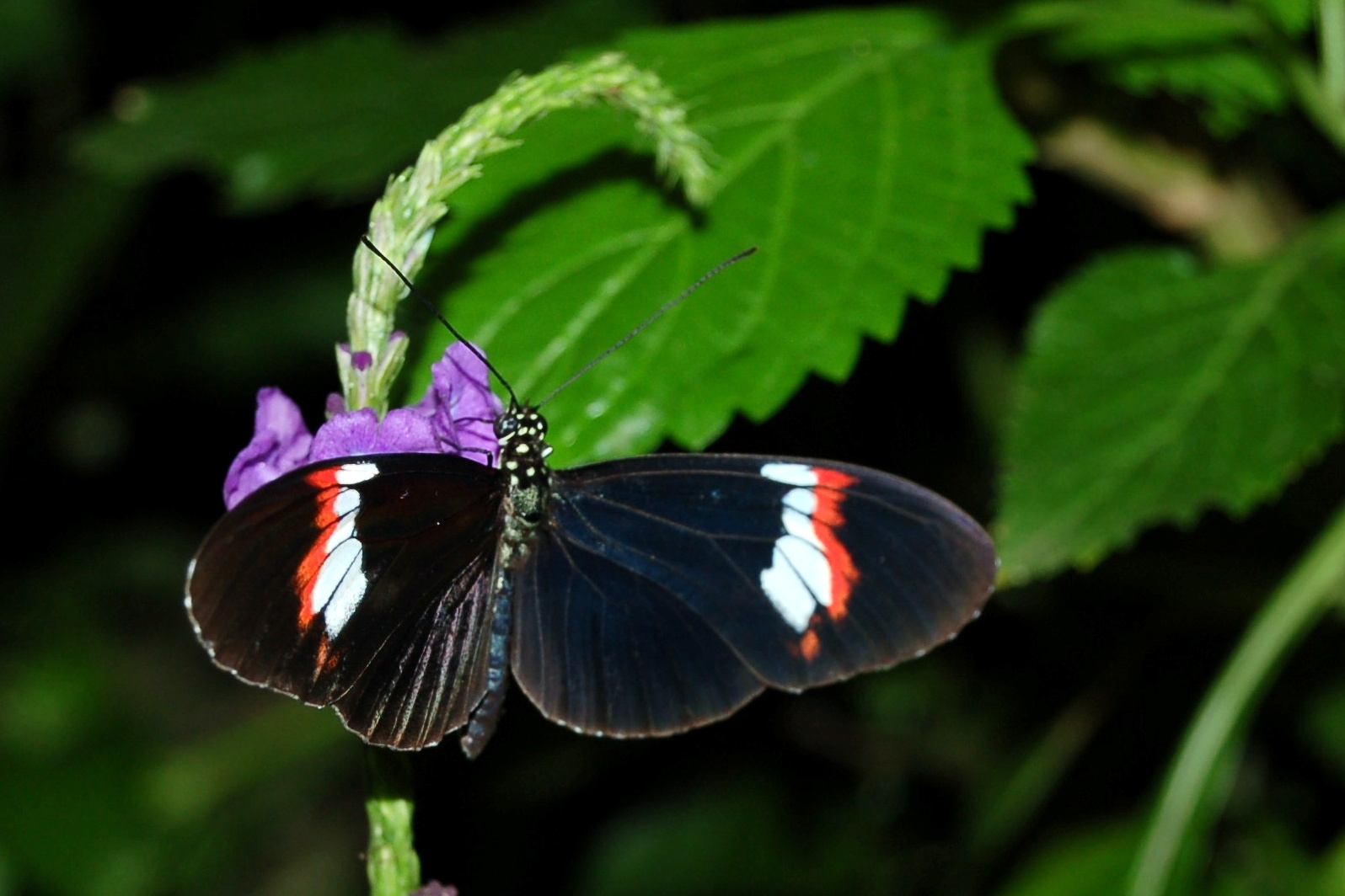 Heliconius 1