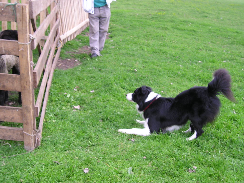 Aya at hearding in Tresnjevac