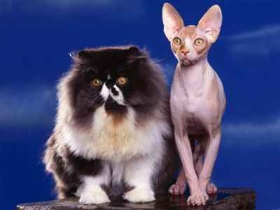 normal Persian and Sphynx