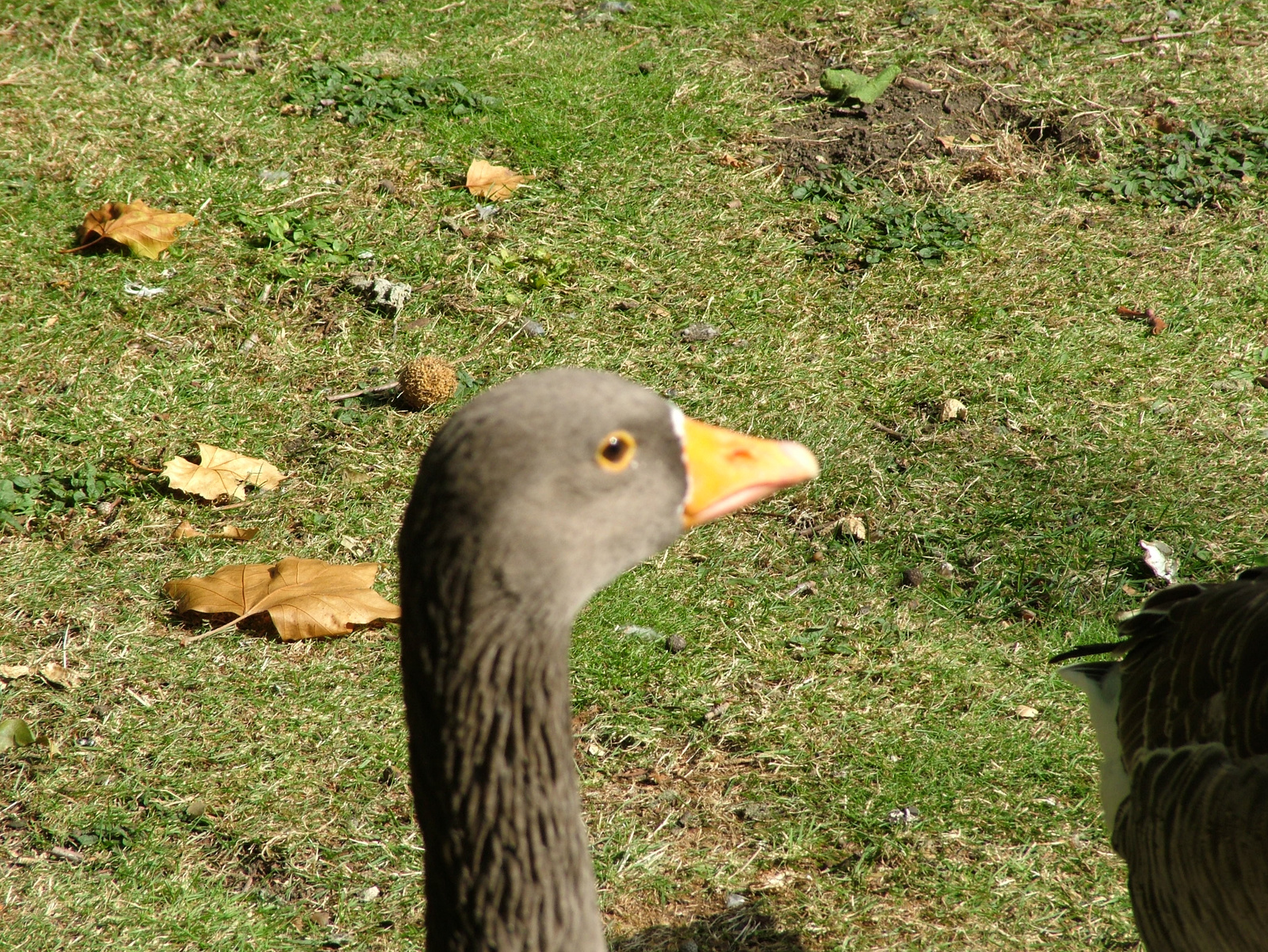 2009.szept London Leeds Birdlington York 081