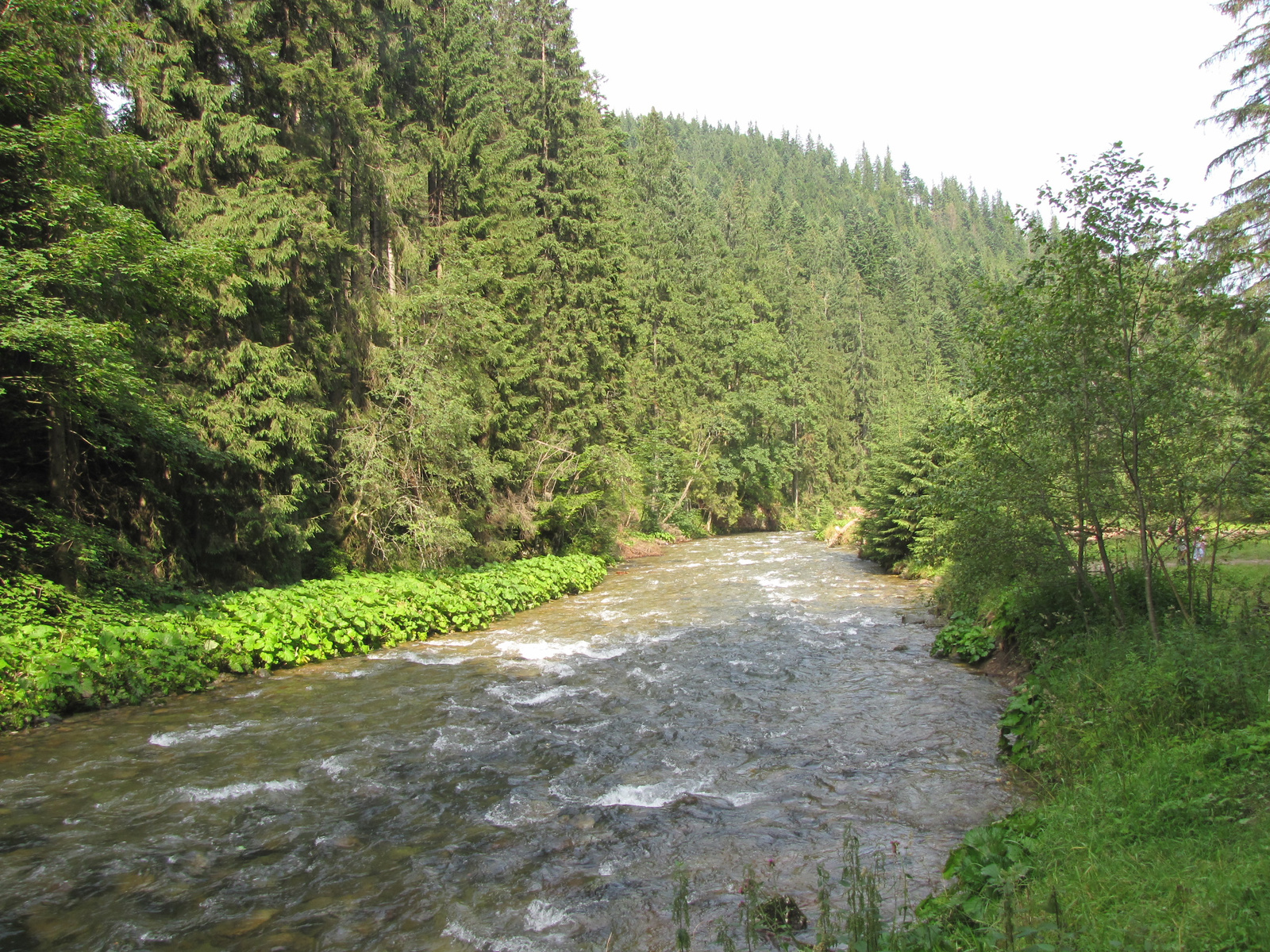 Tátra Nemzeti Park, Dolina Kościeliska, SzG3