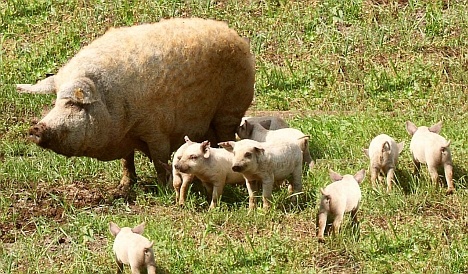 0135szokemangalica