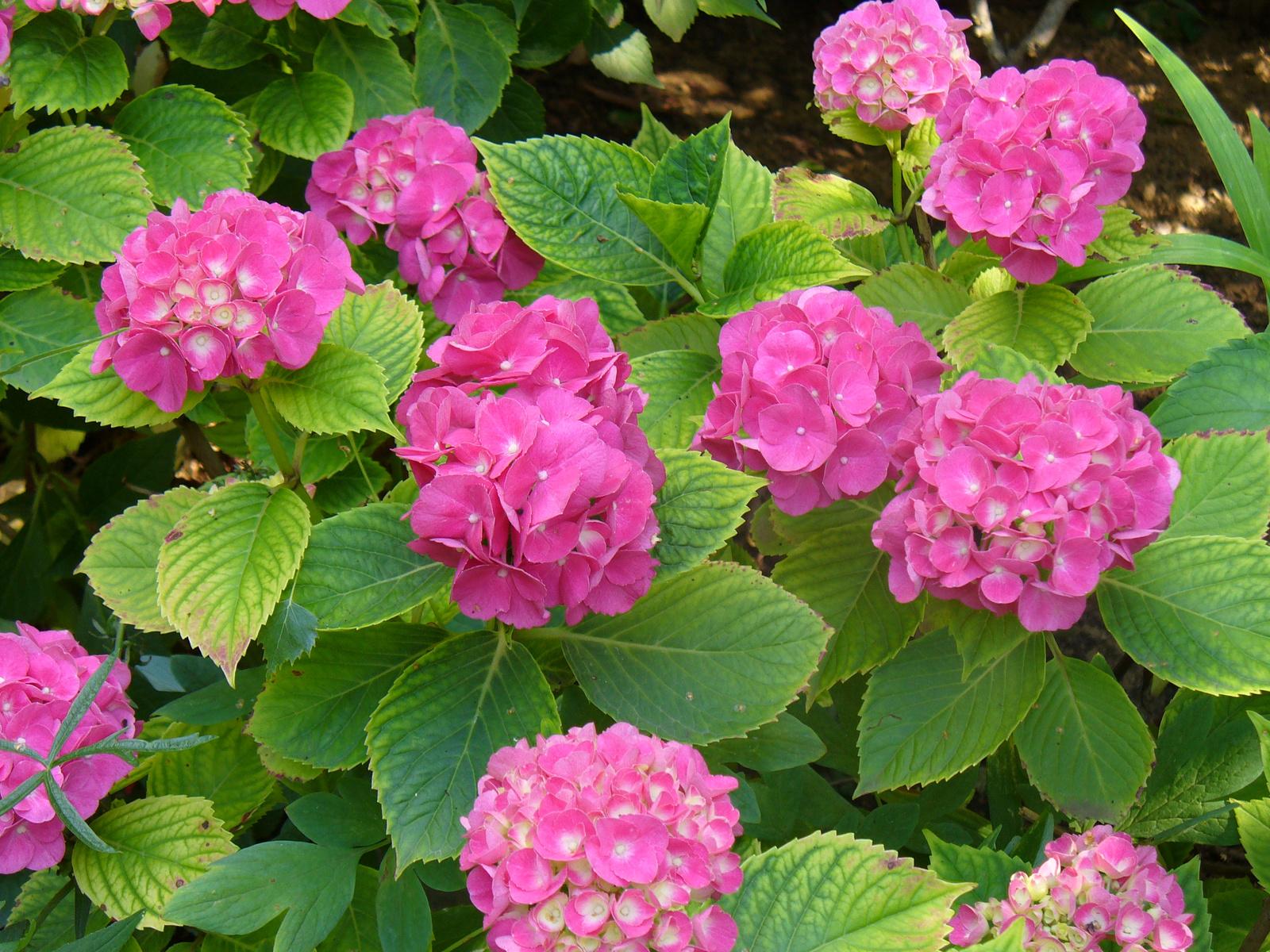 Hydrangea macrophylla