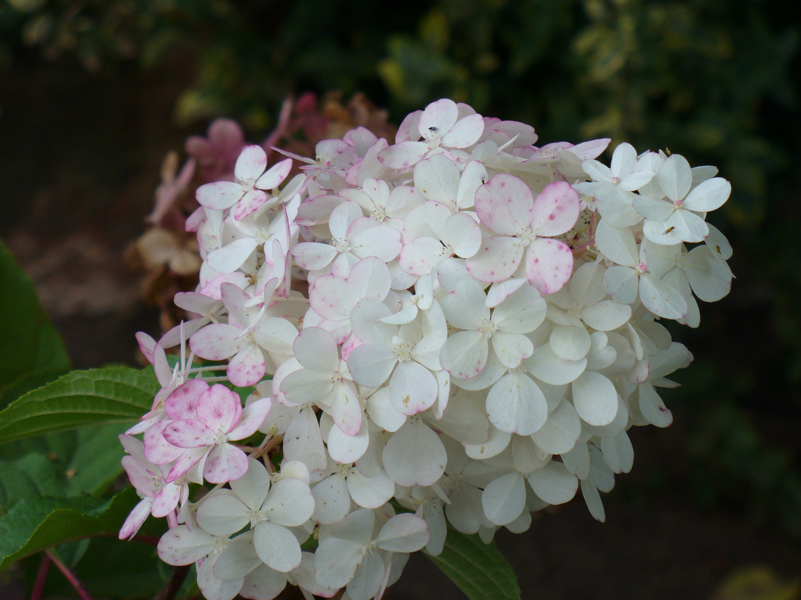 Hydrangea paniculata 'Vanille Fraise'