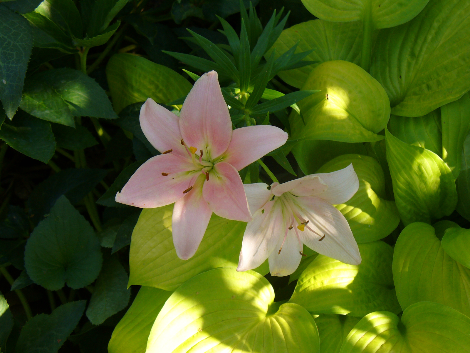 Lilium 'Vivaldi'