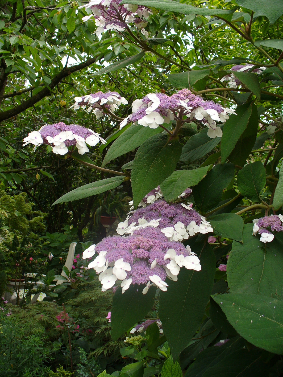 Hydrangea aspera