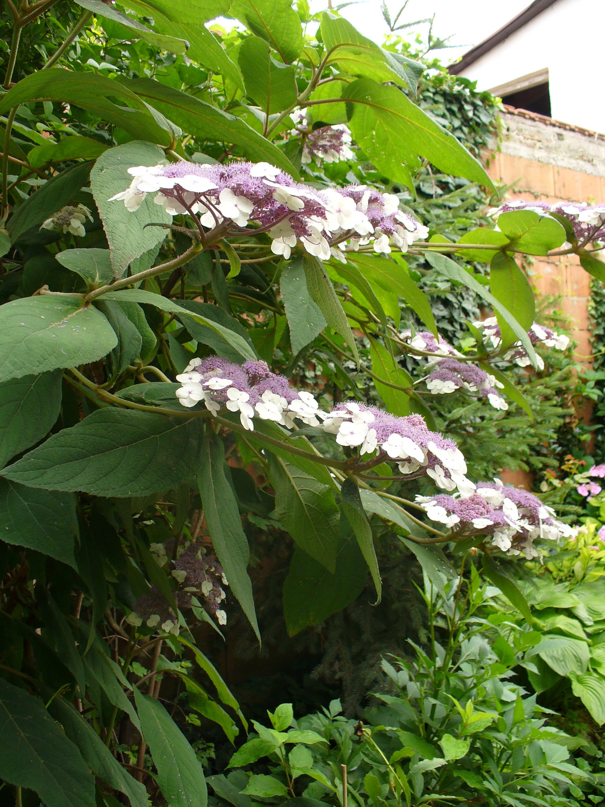 Hydrangea aspera