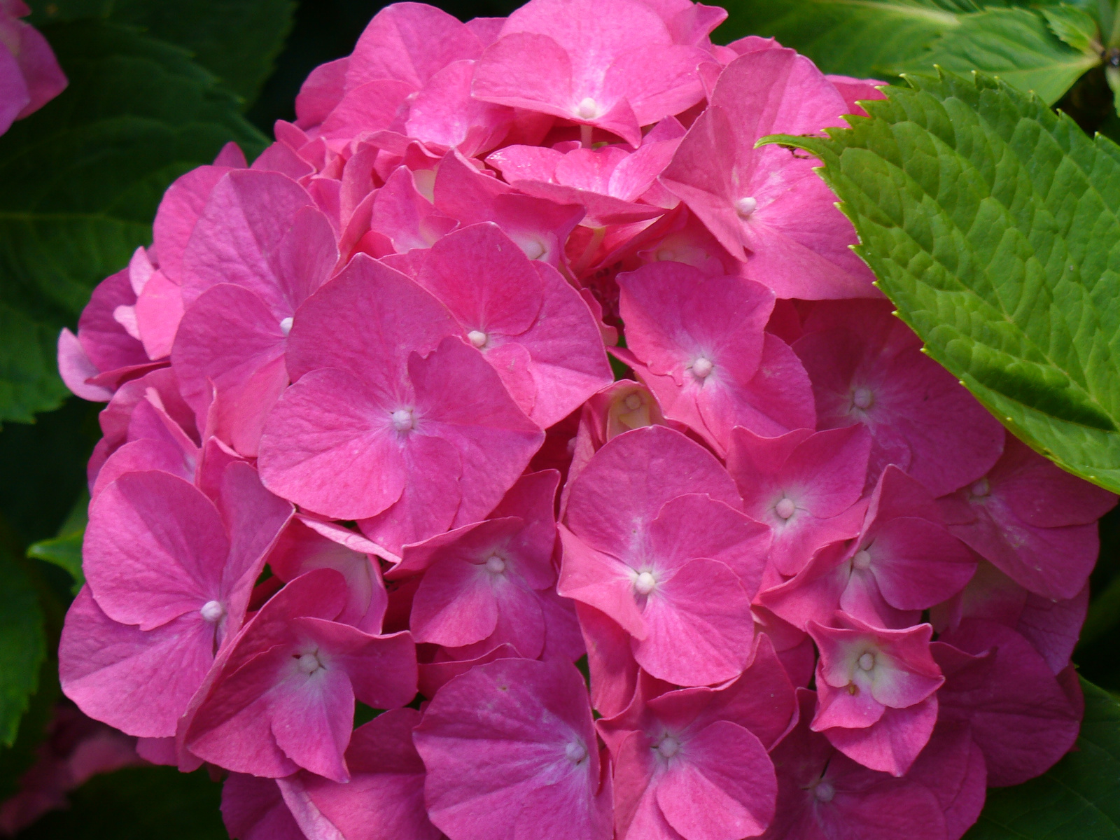 Hydrangea macrophylla