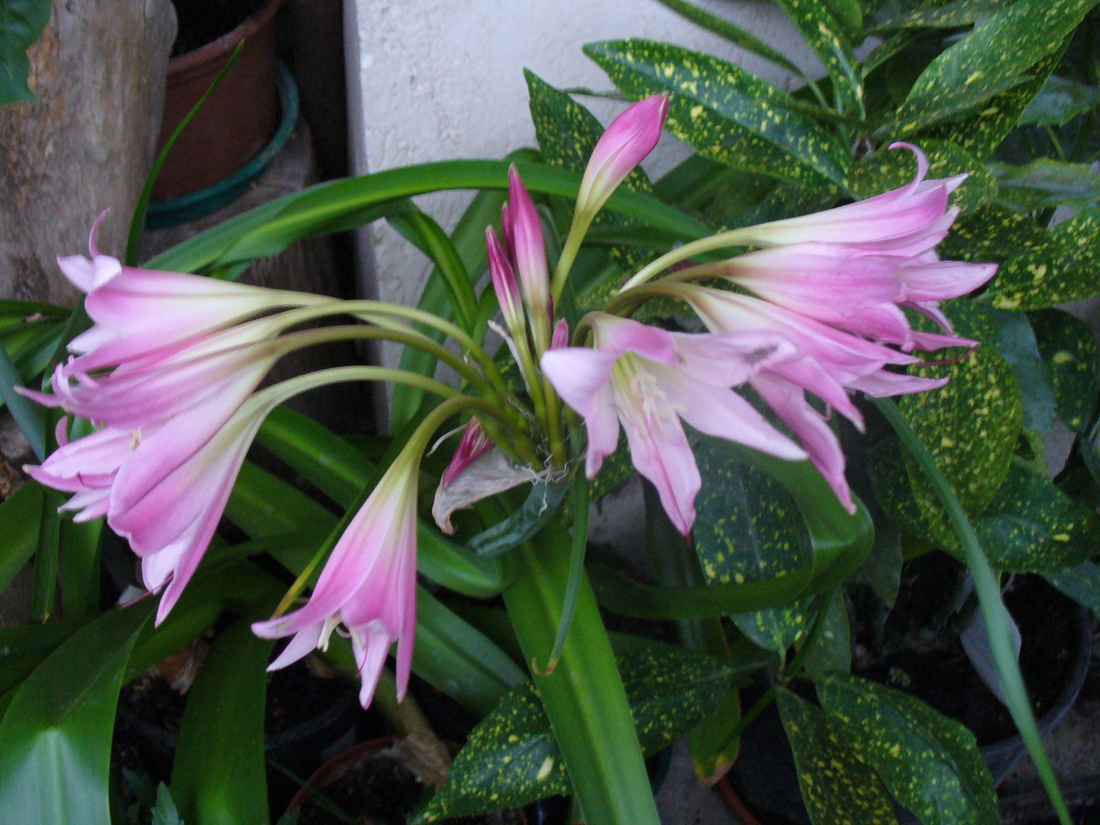 Crinum powellii