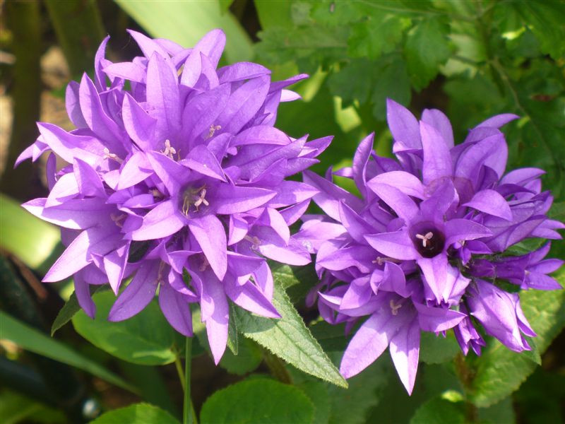 Campanula glomerata