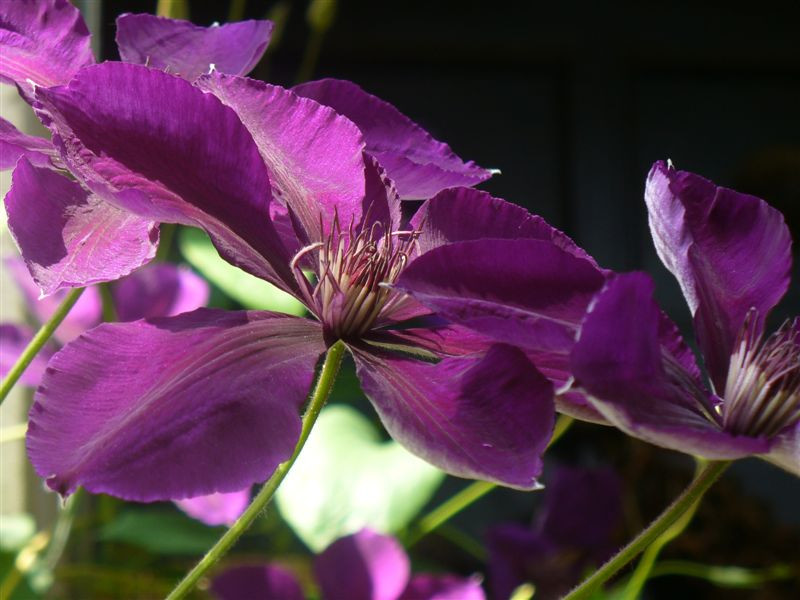 Clematis 'Jackmanii'