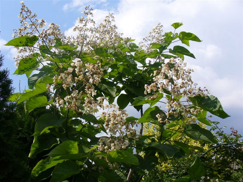 Catalpa