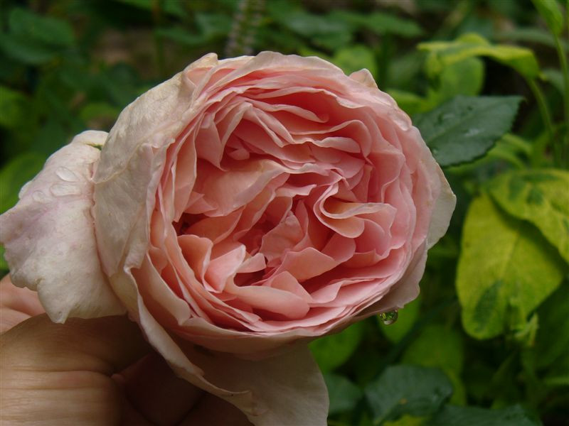 A Shropshire Lad