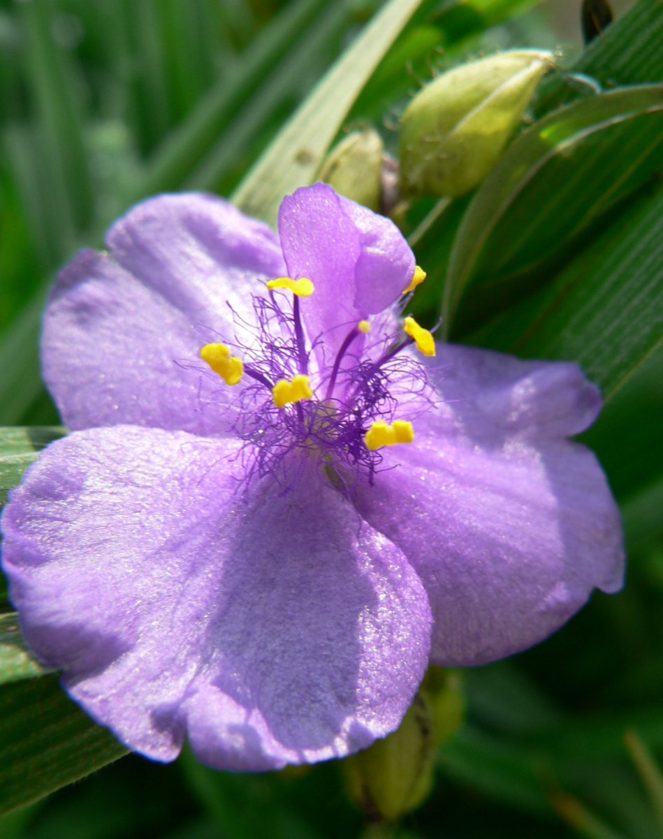 sásbokor-virág