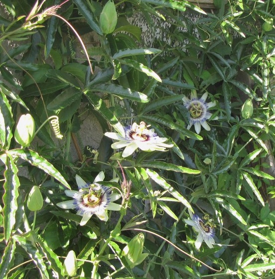 passiflora caerulea