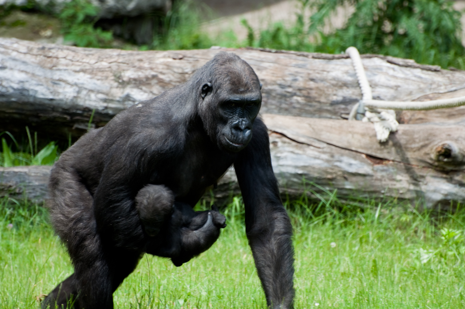 zoo2010-0141