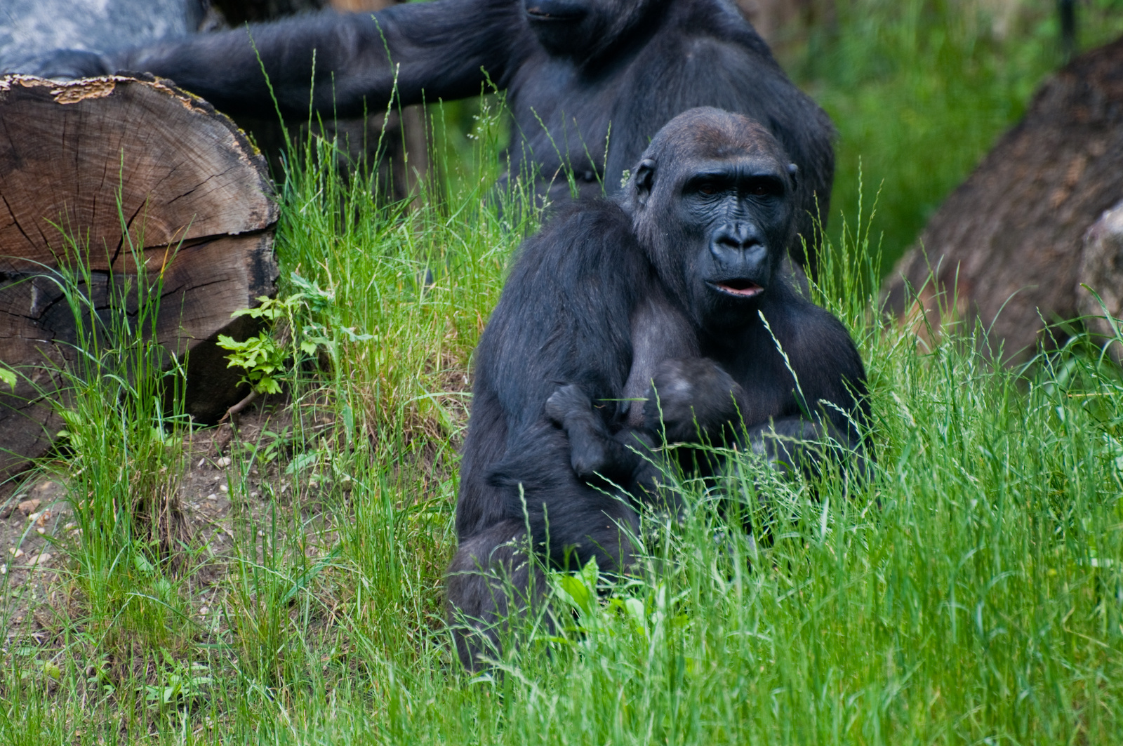 zoo2010-0194