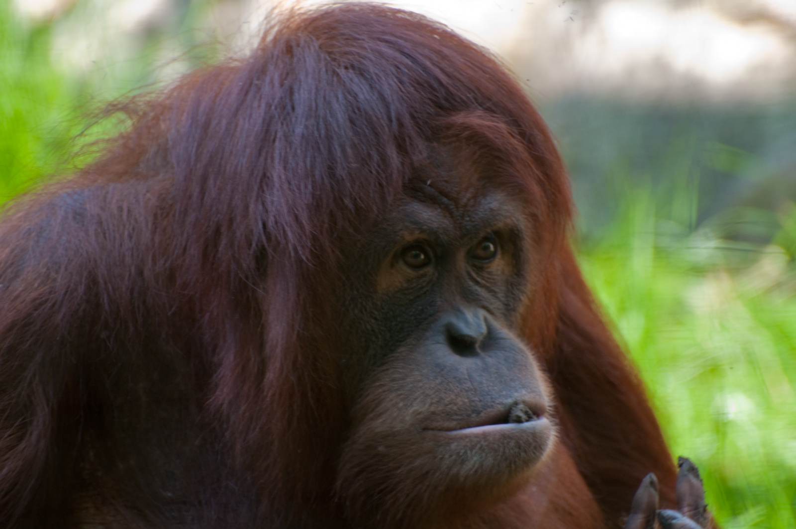 zoo2010-0362