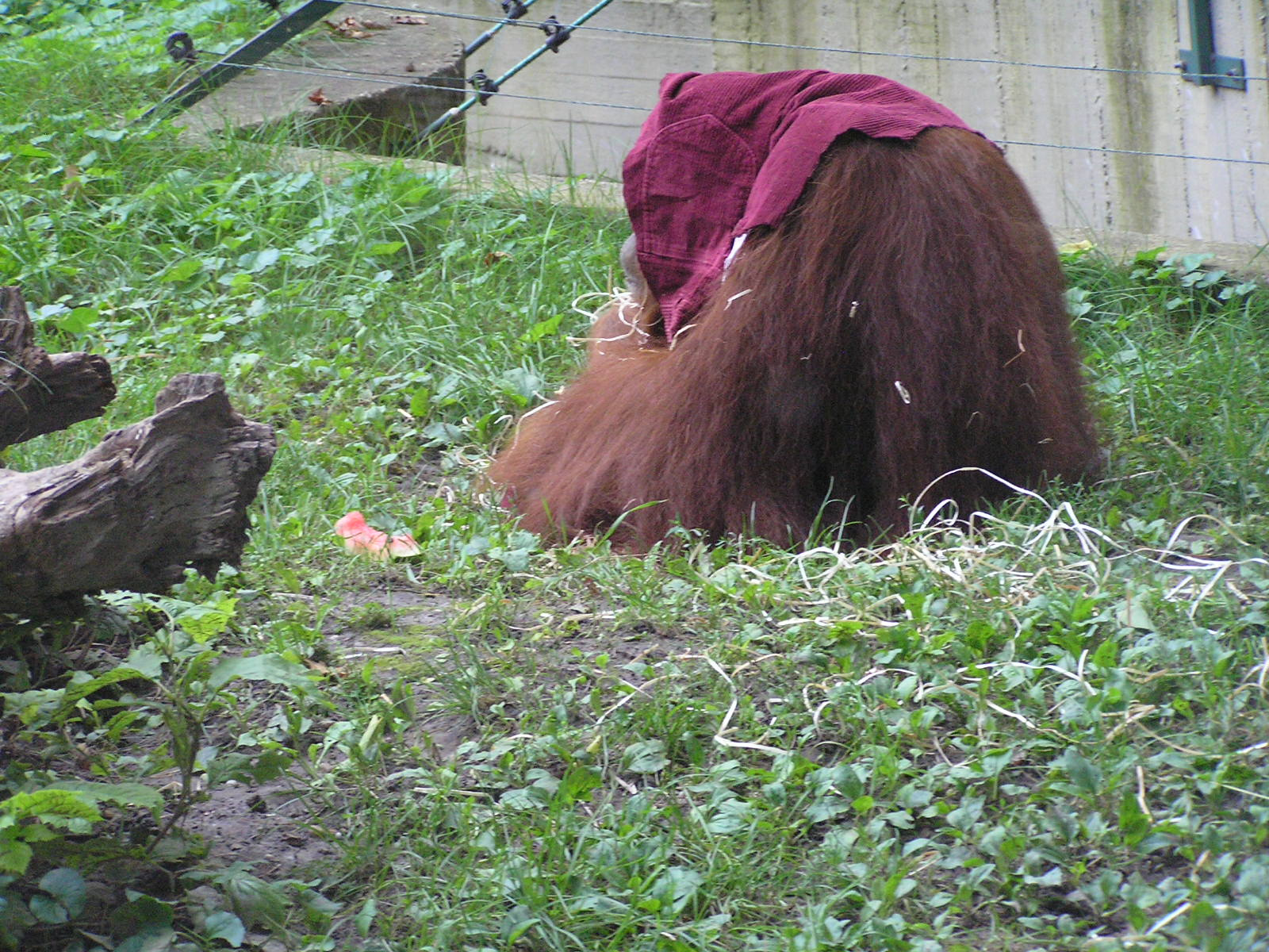 0 096 Orangutan fejkendővel