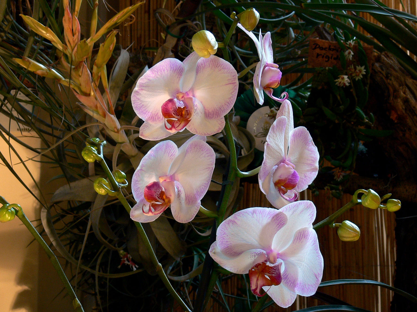 orchidea (phalaenopsis spring angel)