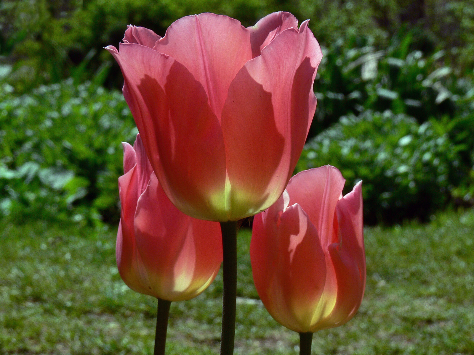 Pink tulipán 1