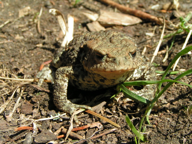 Barna varangy (bufo bufo) portré