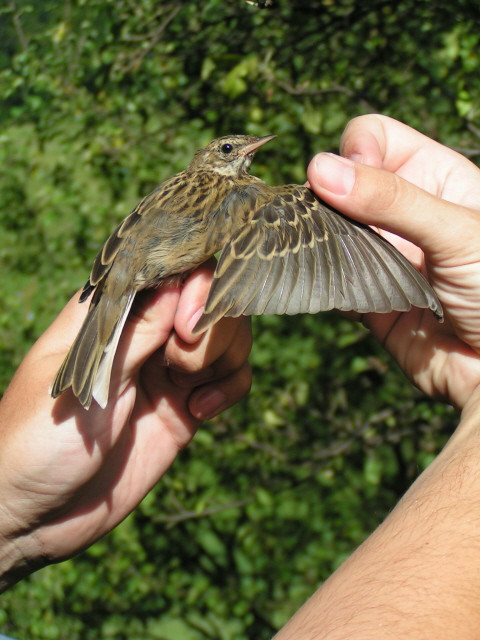 Erdei pityer (Anthus trivialis) fiatal szárnytanulmánya