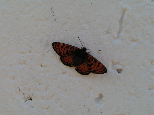 Tüzes tarkalepke (Melitaea didyma)