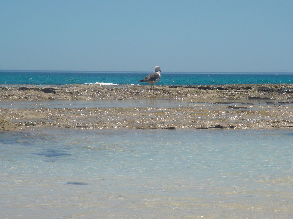 Australia 2007 -4- YANCHEP 379