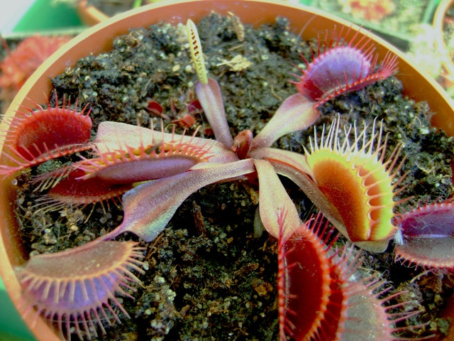 Dionaea muscipula 002