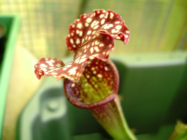 sarracenia 002