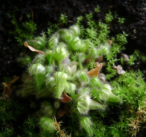 Cephalotus follicularis 002