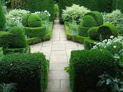 buxus5