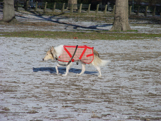 Önsétáltat