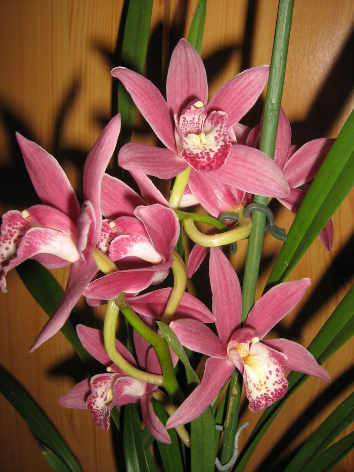 Cymbidium Red Beauty "Evening Star"