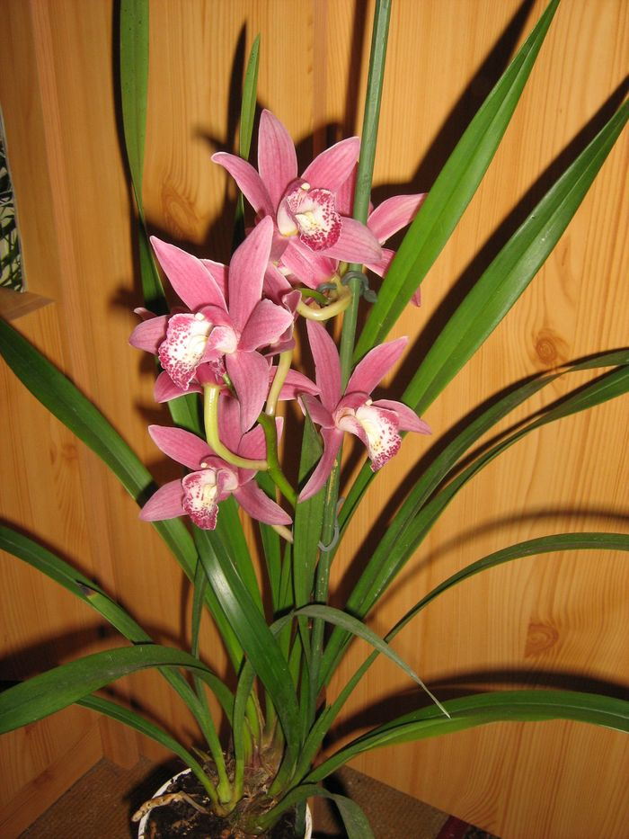 Cymbidium Red Beauty "Evening Star"