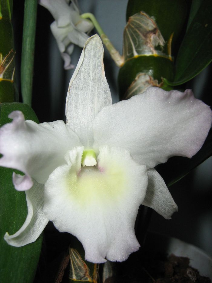 Dendrobium Sea Mary 'Snow King'