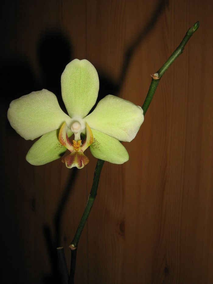 Phalaenopsis Carolina Yellow Fantasy 'Golden Showers'