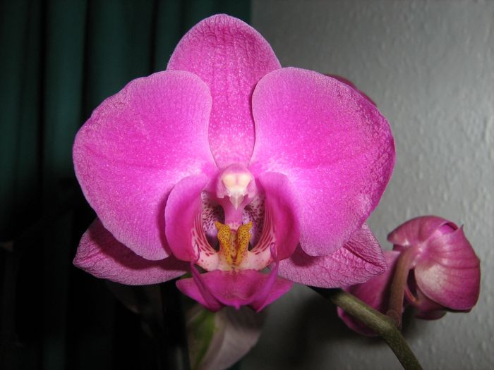 Phalaenopsis 'Atlantis'