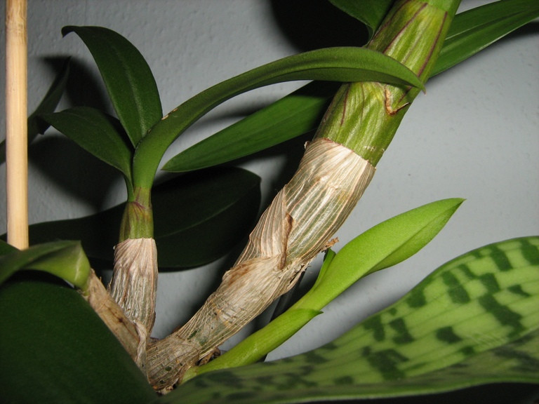 Dendrobium bigibbum 'Compactum'