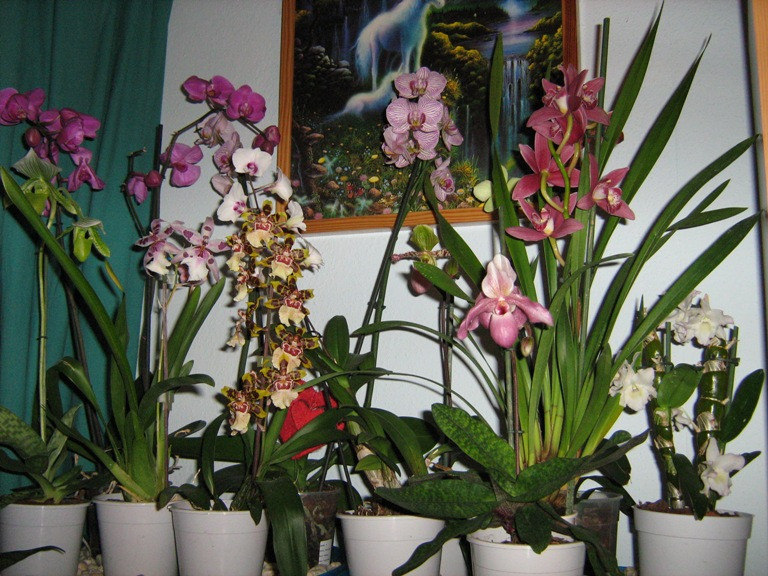 orchideáim...