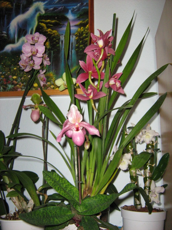 orchideáim...